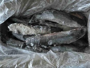 Best Quality New Arrival Whole Round Fish Frozen Catfish Type Fish Color Black Origin China Trademark Yangzhen Model NO. Whole - Xiamen Yangzhen Import and Export Co., Ltd - China