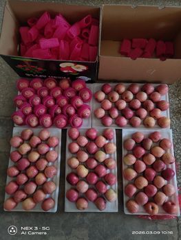 Fresh Fuji Apple - Laiwu Taifeng Food Co., Ltd - United Kingdom