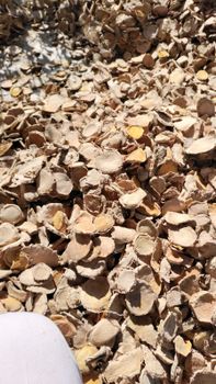 Dried zedoary root / curcuma - Gustomi - Indonesia