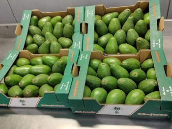 Fresh Avocado / Hass Avocado/Fuerte Avocado Fruit from DAEWKAEW PANTAMANG Co., Ltd Fresh Avocado / Hass Avocado/Fuerte Avocado Fruit - DAEWKAEW PANTAMANG Co., Ltd - Thailand