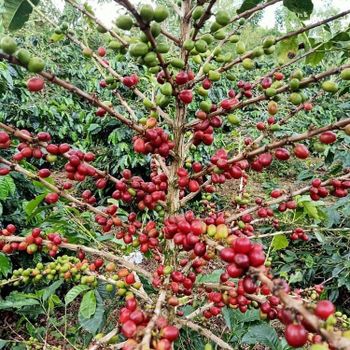 Arabica Gayo GD 1 Multivarietas 1300 - 1500 Mdpl – product photo, Guatemala Arabica Coffee Beans products found from trusted suppliers, wholesalers, manufacturers & exporters Listing