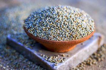 pearl millet Origin India Features Gluten-Free, Lactose-Free, Vegan Product Type Cereal, Cereals & Cereal Products - ceralis global - India