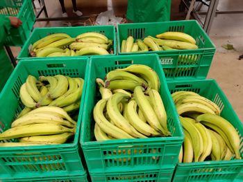 Plantains Grade One Quality Premium Taste Delicious Texture Starchy Flavor Authentic Color Green To Ripe Cooking Method Fried, Boiled, Or Baked - Sir Njeru suppliers - Kenya