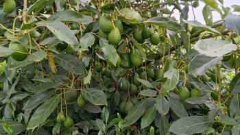 Fresh avocado – product photo, Fresh Hass Avocado products found from trusted suppliers, wholesalers, manufacturers & exporters Listing