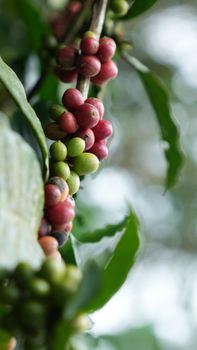 Coffee - Rootmatters - India