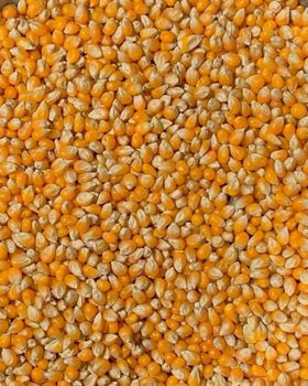 Yellow Corn Yellow Maize  Sale - smgsparkgloballimited - Nigeria