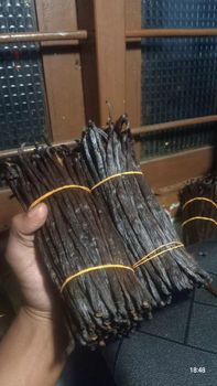 great A and B vanilla bens (15+cm/18+cm/20+cm) - duglas vanilla - Sri Lanka
