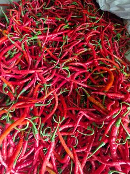 Fresh Chili Red Curly Chili - Tirempah - Indonesia
