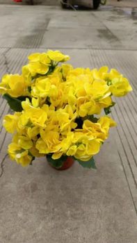 Begonias Real Plants Indoor Plants for Sale - Xiamen Friendship Bridge Co., Ltd. - China