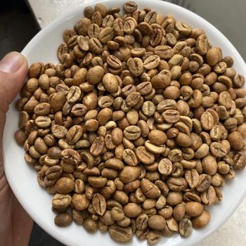 Green Robusta Coffee Beans specialty Fine Robusta in Anaerobic Natural Process Vietnamese New Crop 2023-2024 – product photo, Robusta Beans products found from trusted suppliers, wholesalers, manufacturers & exporters Listing