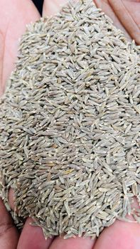 Cumin Seeds Color Brown Purity 99% Minimum Gmo Status Non-gmo Impurity Level 1% Maximum Moisture Content 7% Maximum Origin Primarily From - Vivaan E-Commerce Venture Private Limited - India