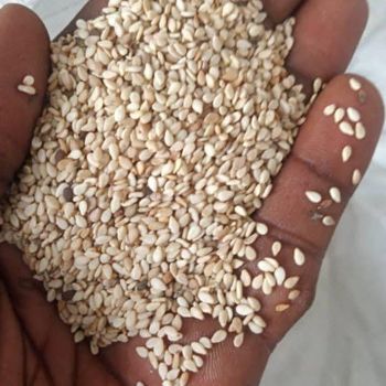 Sesame seed from Fidos farm venture Sesame seed – product photo, Refined Sesame Oil products found from trusted suppliers, wholesalers, manufacturers & exporters Listing