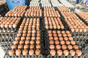 Fresh Brown Chicken Eggs from Summit Industrial LLC Fresh Brown Chicken Eggs - Summit Industrial LLC - United States
