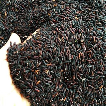Purple Rice Purple Sticky Rice Black Sticky Rice +84947900124 - RDF CO., LTD - Vietnam