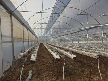 Strawberry - Akkadılar - Turkey