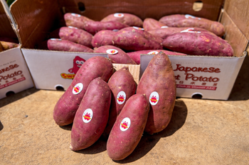 FRESH YELLOW SWEET POTATO - Nam Tinh Co.,ltd - Vietnam