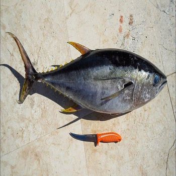Competitive Price Organic Frozen Grade a Yellowfin Tuna Saku From Vietnam from TRADECENTRIC LLC Competitive Price Organic Frozen Grade a Yellowfin Tuna Saku From Vietnam - TRADECENTRIC LLC - United States