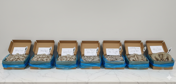 Frozen Head On Shell On Vannamei Shrimps Texture Firm Color Natural Size Range 20/30 To 80/100 Packaging Robust And - Kheyri International Trading - Oman