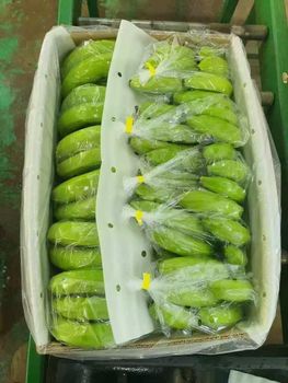 Fresh Cavendish Bananas from UJP AGRIVENTURES Fresh Cavendish Bananas - UJP AGRIVENTURES - Philippines