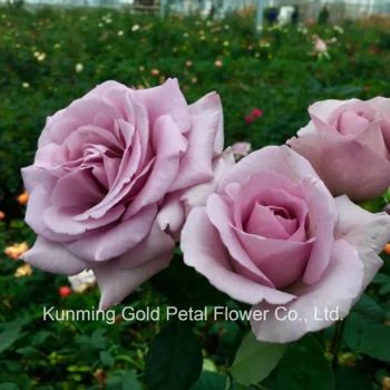 Wholsales Salable Wonderful Fresh Cut Flower Spray Rose Purple Rose - Kunming Gold Petal Co., Ltd. - China