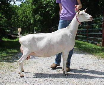 Superior Live Milking Saanen Goats Farm Raised Healthy Dairy Livestock With Excellent Milk Output Cheap Price Offer - CPW TRADE LTD - United Kingdom