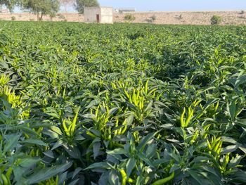 Green chillies Place of Origin Pakistan Packaging Depends on buyer - Garden to global exports pvt ltd  - Pakistan