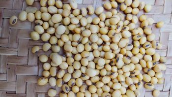 Soybeans – product photo, Soy Bean Seeds products found from trusted suppliers, wholesalers, manufacturers & exporters Listing