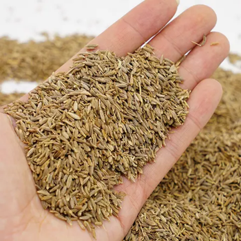 Cumin Seeds (Singapore Quality – 99% Purity) - AlifExim  - India