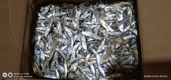 Dried fish - CV Kusuma Wijaya - Indonesia