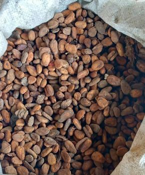 Cocoa Bean Slaty Max 3.3% Delivery Term Fob Bag Type Jute Sack Fob Price $7,550/mt Lead Time 14-21 Days Total Mould Max - Boki Local Government - Nigeria