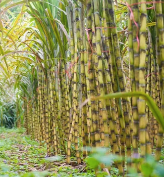 Jaggery Sweet Cane from BS International Jaggery Sweet Cane - BS International - India
