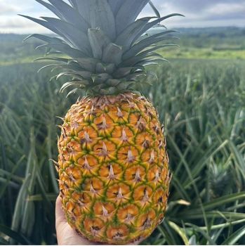 MD2 Golden Pineapple from Providence Exports MD2 Golden Pineapple - Providence Exports - United States