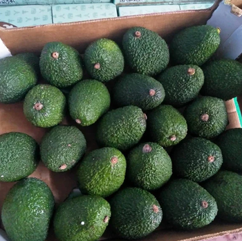 AVOCADO Fresh Organic Avocado - smgsparkgloballimited - Nigeria