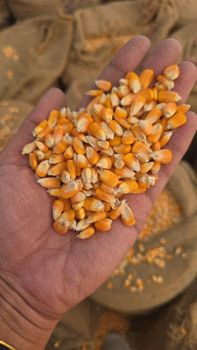 Indian Maize – product photo, Maize products found from trusted suppliers, wholesalers, manufacturers & exporters Listing