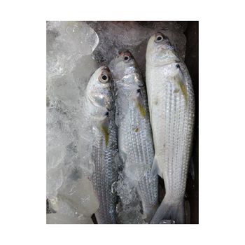 Wholesale frozen grey mullet fish bulk supply low price fresh and frozen fish - BMU TRADING GMBH - Germany