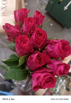 Fresh flowers Feature 50cm Packaging Box Availability Year-round Vase Life 10 To 14 Days Bloom Size Large, Fuller, And More Symmetrical Flower Heads - JOME EC CARGO SERVICES  - Kenya