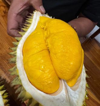 Durian Frozen Grade AB with seed Organic Yes Variety Monthong Weight (kg) 20kg Origin Indonesia Packaging Details Plastic bag in carton/foam insulation box - INA AGRICULTURE - Indonesia