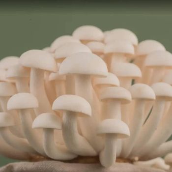 Canned Mushroom Canned 400g Mushroom Hot Sale Canned Champignon Mushroom Slice in China +255787979235 - AL JABLI TRADING COMPANY LIMITED - Tanzania