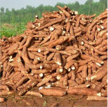 Fresh Cassava Roots - Sholabanwo Farms And Feeds - Nigeria