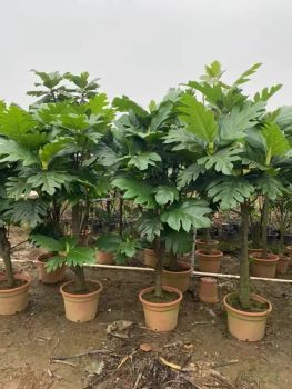 Indoor Plants Outdoor Plants Artocarpus Altilis - Guangzhou Yihe Gardening Co., Ltd. - China