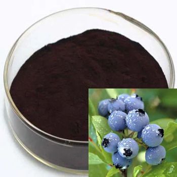 Nutural Herbal Extract Bilberry Extract 10%~25% Anthocyanidins (UV-VIS) Antioxidant Factory Supply - Hunan Sunfull Bio-Tech Co., Ltd. - China