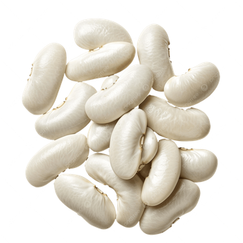 Best Organic White Kidney Beans Large Size Freeze-Dried 25kg Vacuum Pack New Crop Promotion from TRADECENTRIC LLC Best Organic White Kidney Beans Large Size Freeze-Dried 25kg Vacuum Pack New Crop Promotion - TRADECENTRIC LLC - United States