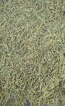 Rosemary Leaves - Kemet for Export - Egypt