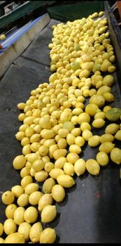 Fresh lemon 🍋 from Agro fresh Fresh lemon 🍋 - Agro fresh - Egypt