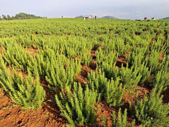 Fresh Rosemary Essential Oils Content Rich Farming Practice Sustainable Aroma Natural Pine-like Fragrance Harvest Method Harvested At Peak - Hafa Trading PLC - Ethiopia