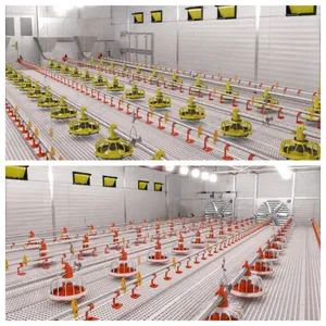 Energy-Efficient Broiler Equipment for Poultry Farm Feeding Needs - Raisetech Co., Ltd. - China