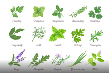 Dried Herbs, Flowers, Leaves, Roots & Seeds (Bulk) Origin Europe Type Mint, Other, Rosemary, Thyme Plant Types Rose Petals & Buds, Lavender, Mountain Tea, Mullein, Yarrow, Mallow (leaf & Flower), Horsetail, Plantain, Thyme, Rosehip, St. John’s Wort, Lime Flowers, Elder Flowers & Fruits, Chamomile - Mountain Rose - Bulgaria