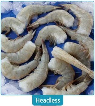 Frozen headless Vannamei shrimp are farm-raised whiteleg shrimp (Litopenaeus vannamei) – product photo, Baby Whiteleg Shrimp products found from trusted suppliers, wholesalers, manufacturers & exporters Listing