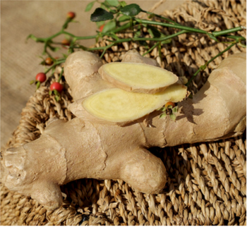 FRESH GINGER - ART LOG MAROC - France