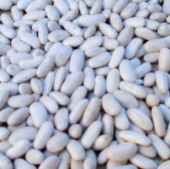 White beans - Am star group trading plc - Ethiopia